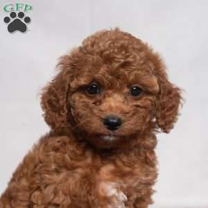 Opal, Cavapoo Puppy