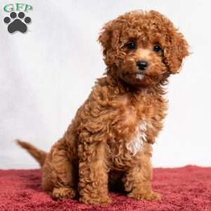 Opal, Cavapoo Puppy