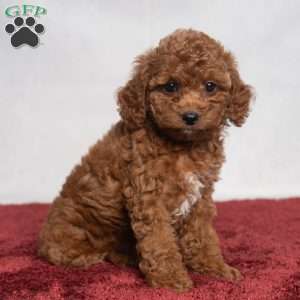 Opal, Cavapoo Puppy