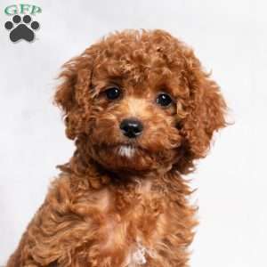 Opal, Cavapoo Puppy