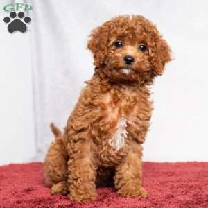 Opal, Cavapoo Puppy