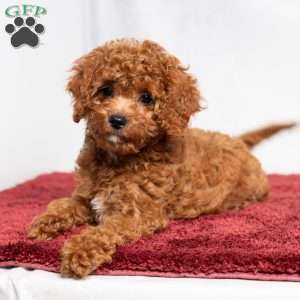 Opal, Cavapoo Puppy
