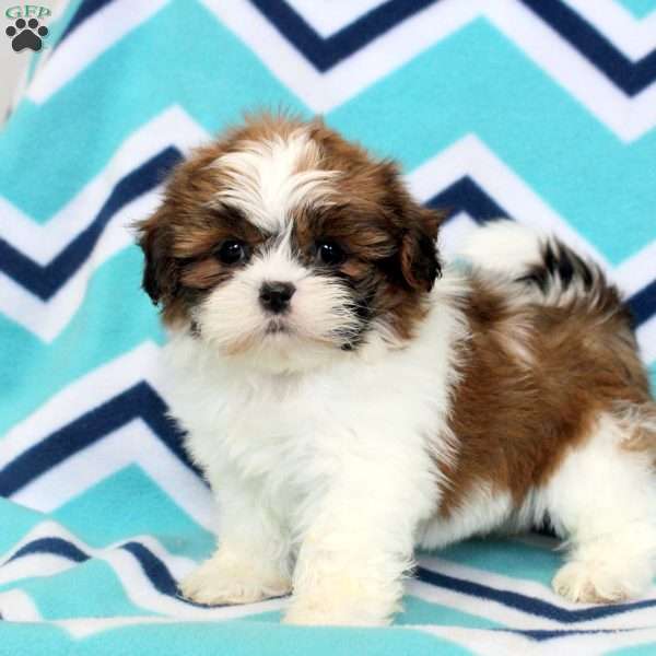 Opal, Shih Tzu Puppy