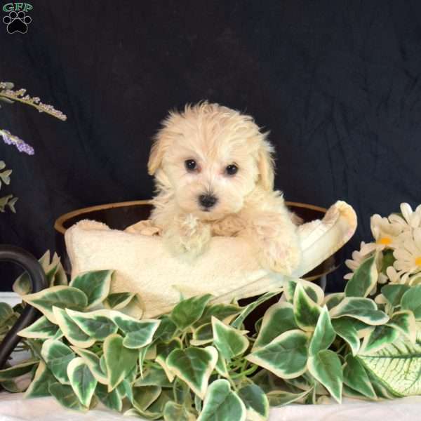 Opal, Maltipoo Puppy