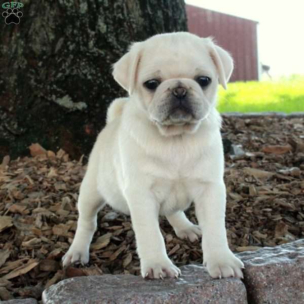 Opal, Pug Puppy