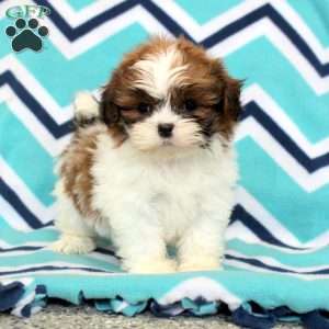 Opal, Shih Tzu Puppy