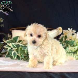 Opal, Maltipoo Puppy