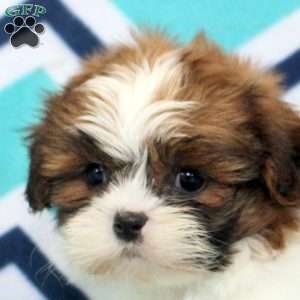 Opal, Shih Tzu Puppy