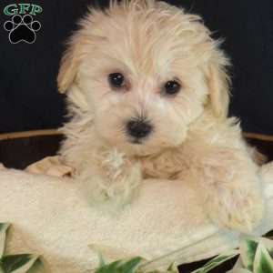 Opal, Maltipoo Puppy