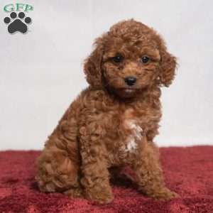 Opal, Cavapoo Puppy