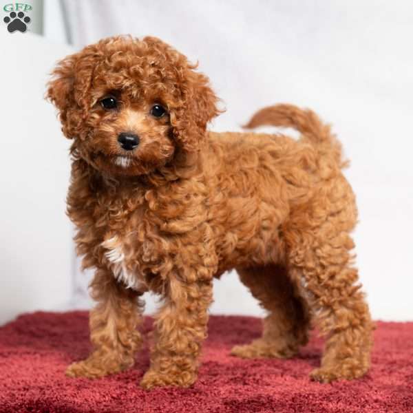 Opal, Cavapoo Puppy