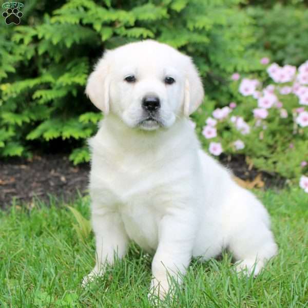 Oscar, English Cream Golden Retriever Puppy
