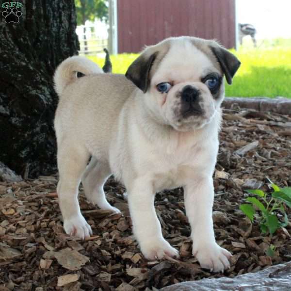 Oscar, Pug Puppy