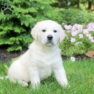 Oscar, English Cream Golden Retriever Puppy