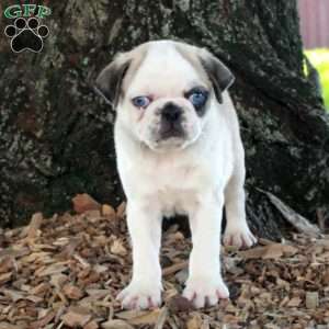 Oscar, Pug Puppy