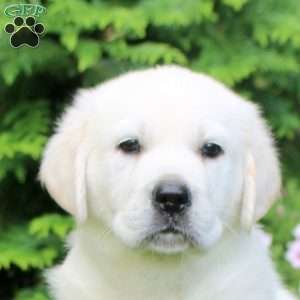 Oscar, English Cream Golden Retriever Puppy