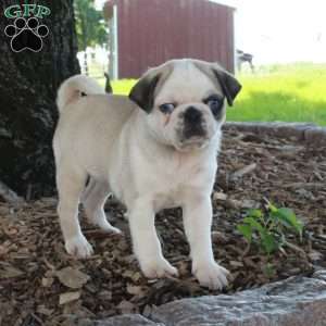 Oscar, Pug Puppy