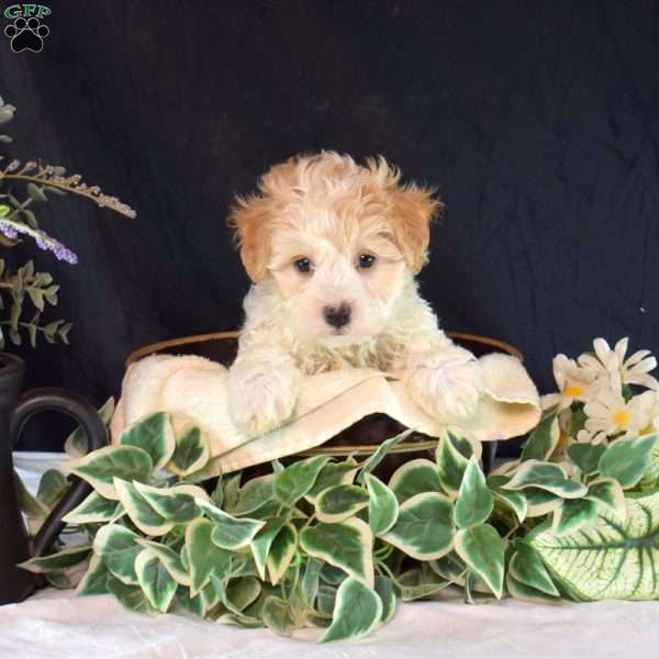Otis, Maltipoo Puppy