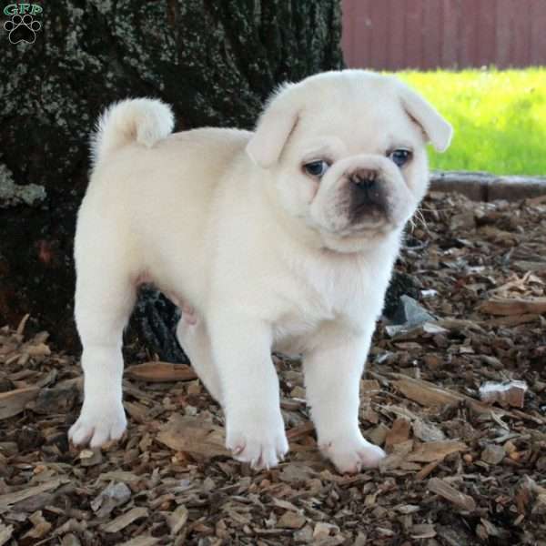 Otis, Pug Puppy