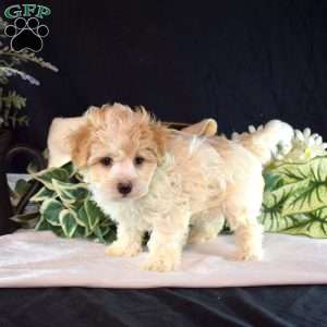 Otis, Maltipoo Puppy