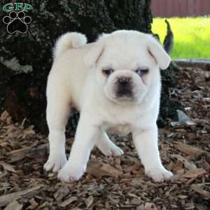 Otis, Pug Puppy