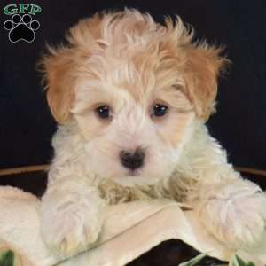 Otis, Maltipoo Puppy
