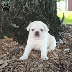 Otis, Pug Puppy