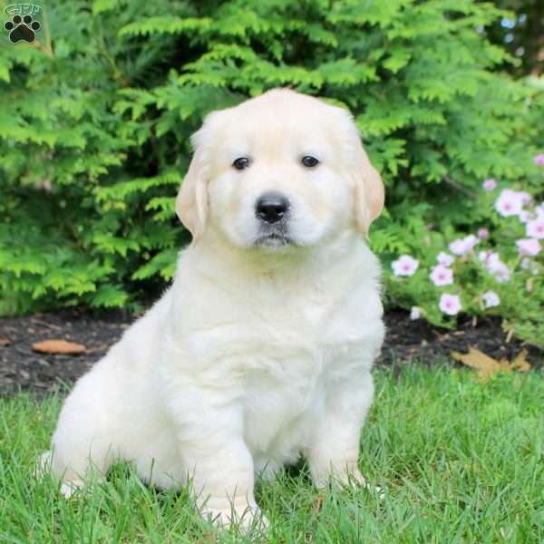 Otto, English Cream Golden Retriever Puppy