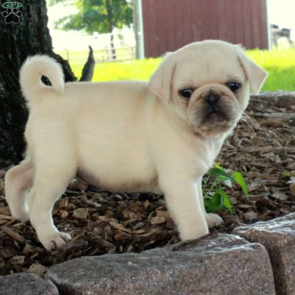 Otto, Pug Puppy