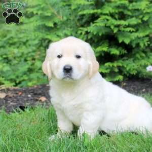 Otto, English Cream Golden Retriever Puppy