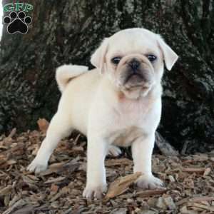 Otto, Pug Puppy