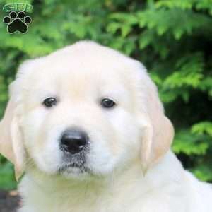 Otto, English Cream Golden Retriever Puppy