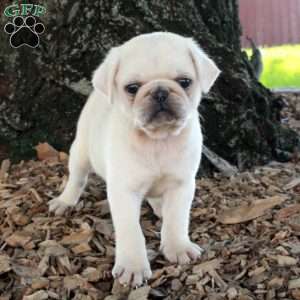 Otto, Pug Puppy