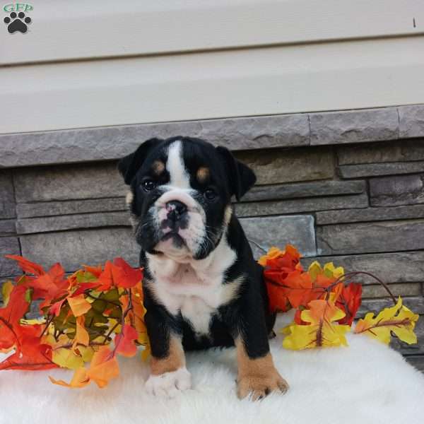 Pixie, English Bulldog Puppy