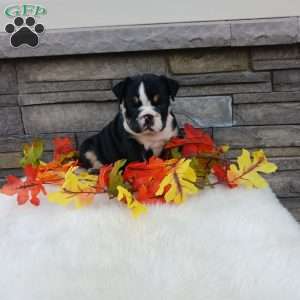Pixie, English Bulldog Puppy