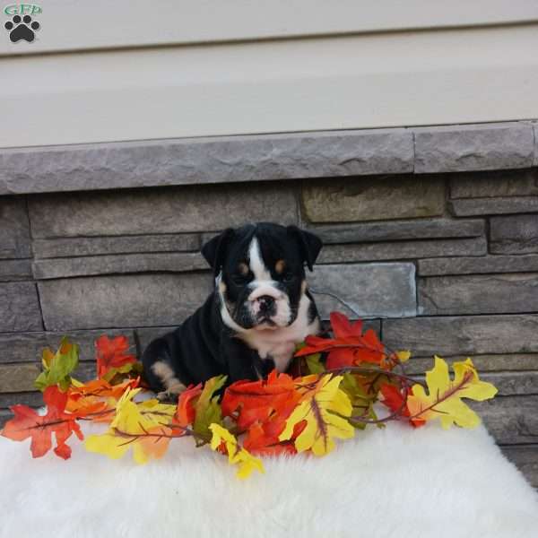 Pixie, English Bulldog Puppy