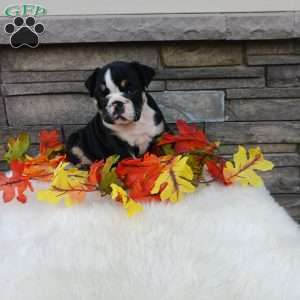 Pixie, English Bulldog Puppy