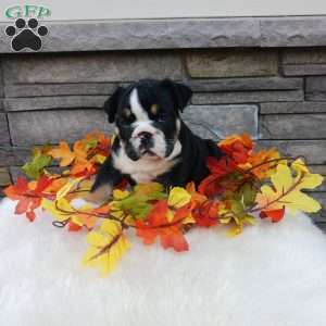 Pixie, English Bulldog Puppy