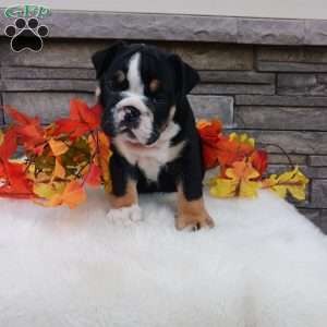 Pixie, English Bulldog Puppy