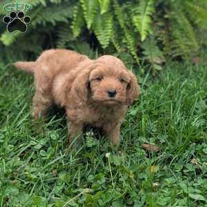 Winn Dixie F1BB, Mini Goldendoodle Puppy