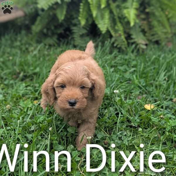 Winn Dixie F1BB, Mini Goldendoodle Puppy