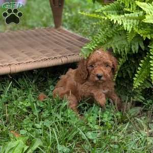 Bruiser F1BB, Mini Goldendoodle Puppy