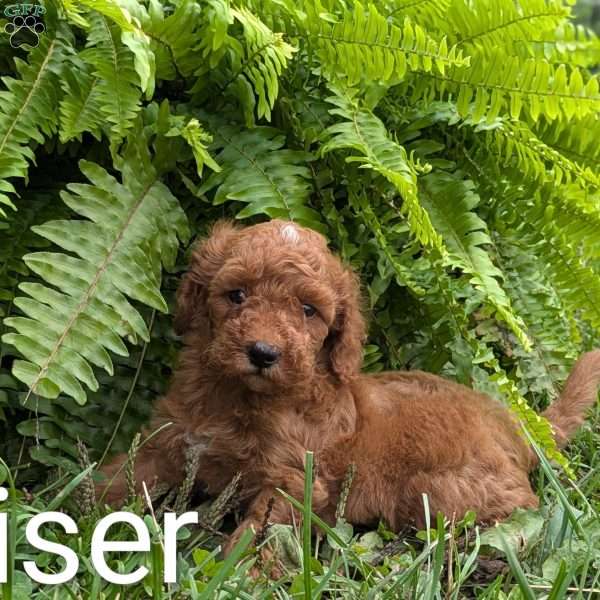 Bruiser F1BB, Mini Goldendoodle Puppy