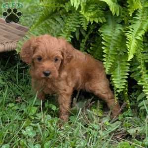 Addy F1BB, Mini Goldendoodle Puppy