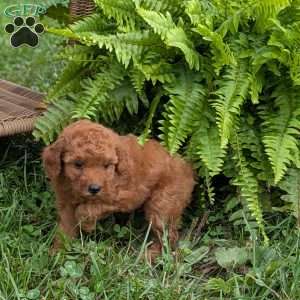 Sweetheart F1BB, Mini Goldendoodle Puppy