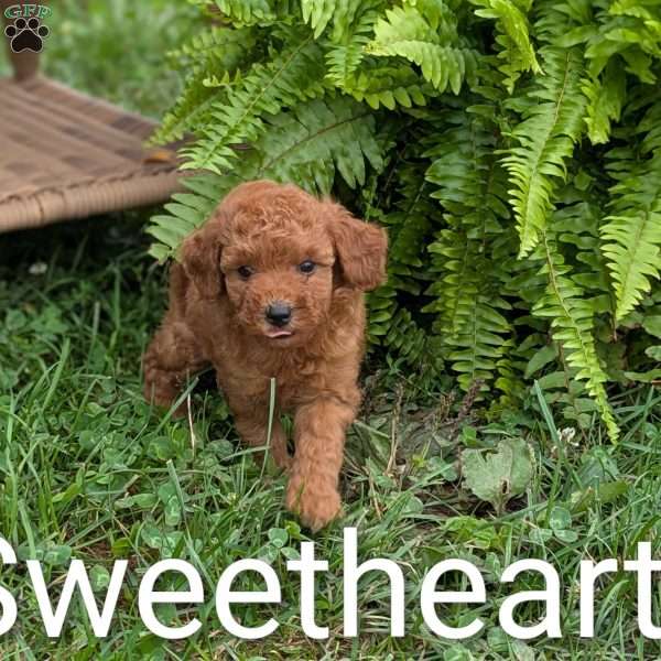 Sweetheart F1BB, Mini Goldendoodle Puppy