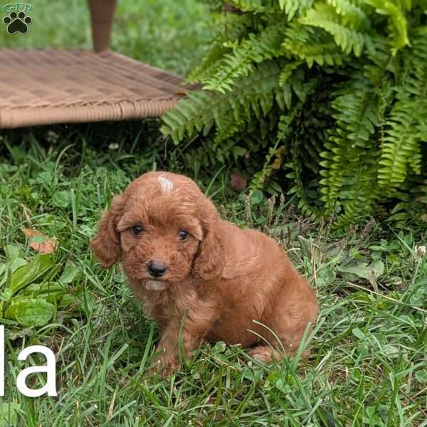 Lila F1BB, Mini Goldendoodle Puppy