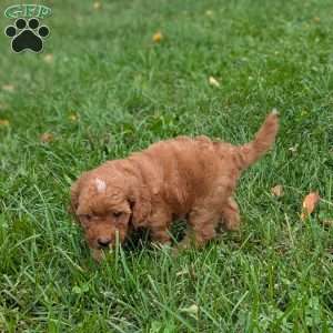 Lila F1BB, Mini Goldendoodle Puppy