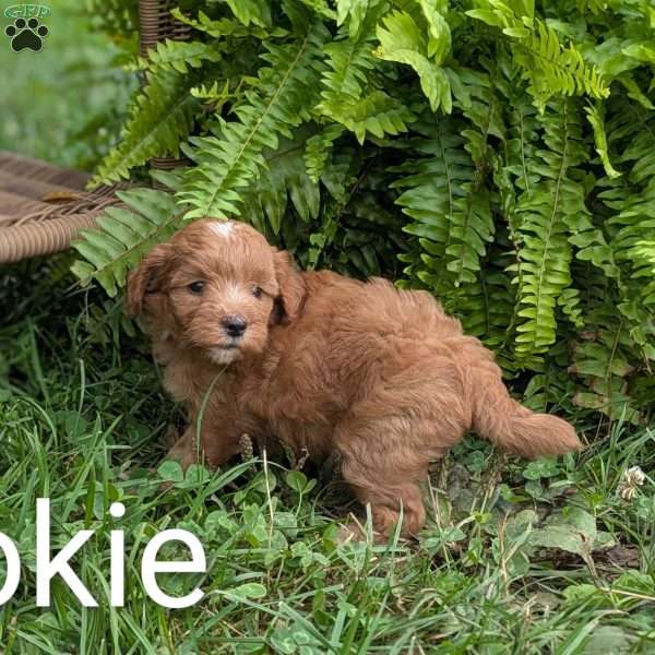 Cookie F1BB, Mini Goldendoodle Puppy