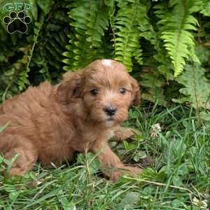 Cookie F1BB, Mini Goldendoodle Puppy